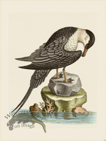 Edwards 148 Artick Bird Cock